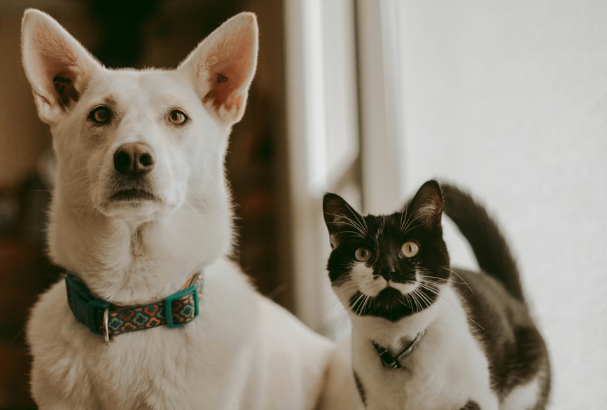 un chien et un chat de compagnie